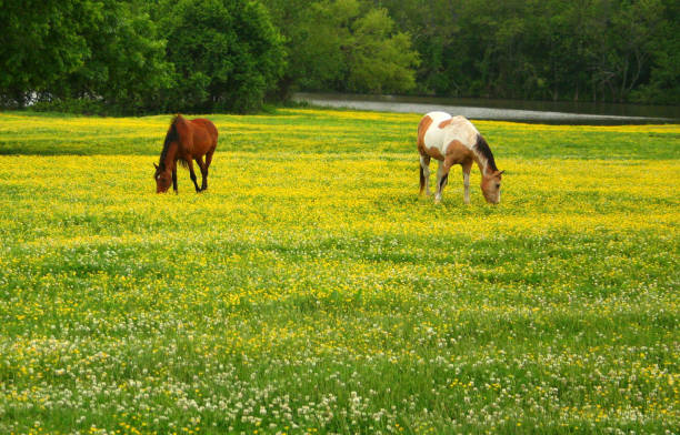 istock Grazing horses in yellow meadow 1127492218