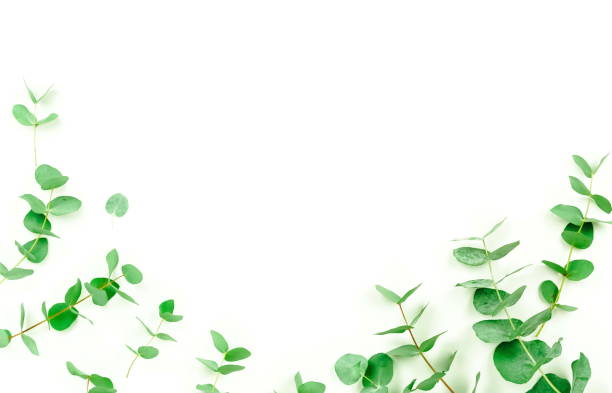 istock frame border made of green eucalyptus branches herbs, leaves,  plants on white background top view. copy space. flat lay 1127492388