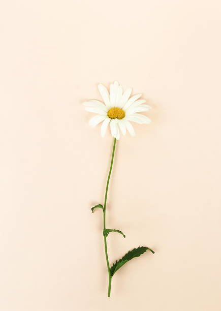 istock Flowers background. One daisy flower on pale beige background. Minimalism. Top view, copy space 1127492452