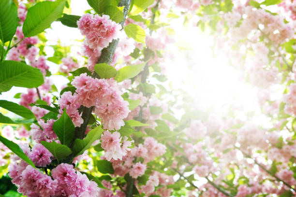 istock Soft focus Cherry Blossom or Sakura flower on nature background 1127492514
