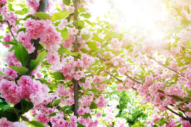 istock Soft focus Cherry Blossom or Sakura flower on nature background 1127492564