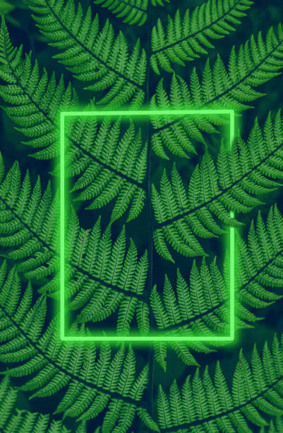 istock Beautyful ferns leaves green background with neon frame 1127492674