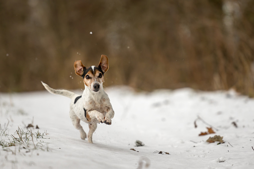 small dog runs over a meadow in the snow in winter landscape - Cute Jack Russell Terrier hound, 12 years old, hair type smooth