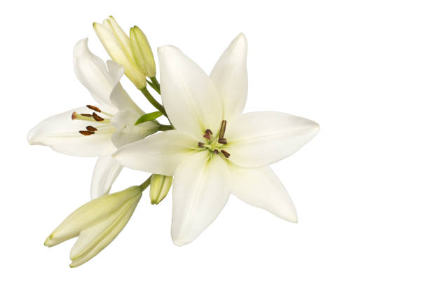 giglio bianco isolato senza ombre vista dall'alto - lily nature flower macro foto e immagini stock