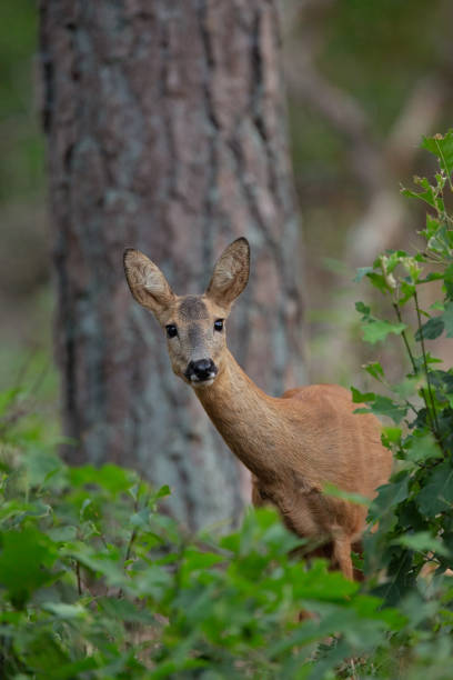 wilde rehe in einem busch. - metallböcke stock-fotos und bilder