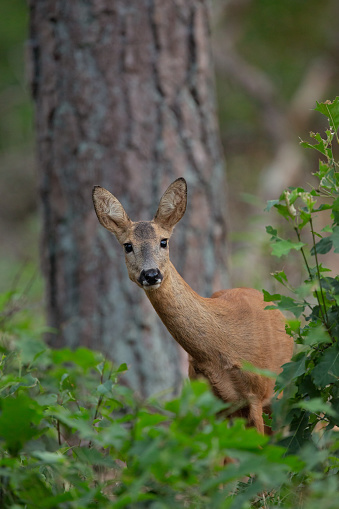 Wild Roe Deer standing in the bushes in national park The Hoge Veluwe.