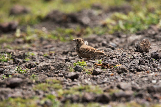 istock Ashy crowned sparrow, lark-Eremopterix griseus, Saswad, Pune, Maharashtra, India 1127496620