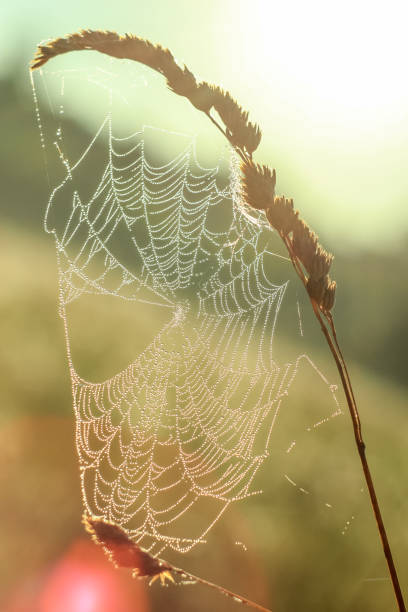 istock Close-up of abstract drops on a dry plant on a web with variable focus and blurred background in the rays of the rising sun 1127497188