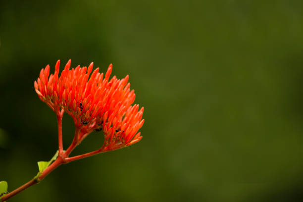 Jungle flame, Ixora coccinea, Aga Khan Palace, Pune district, Maharashtra, India