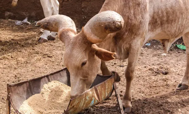 Portrait of ankole-watusi bighorned bull in Niamey, Niger