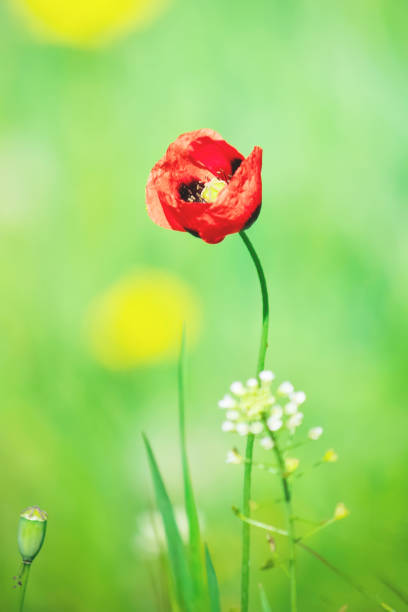 Poppy red flower close-up view. White background, copy space available on the right. Galicia, Spain.