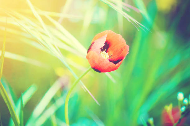 Flowers Poppies blooming in the field. selective focus.