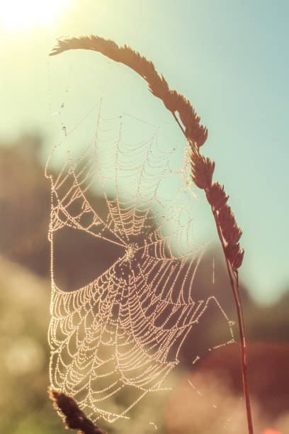istock Close-up of abstract drops on a dry plant on a web with variable focus and blurred background in the rays of the rising sun 1127497650
