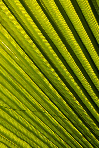 istock Details of the palm leaf 1127498817