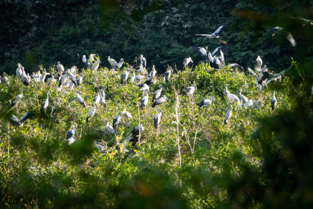istock Great Egret Meeting Place 1127499198