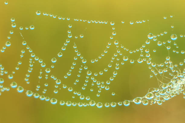 istock Close-up of abstract drops on a dry plant on a web with variable focus and blurred background in the rays of the rising sun 1127499221
