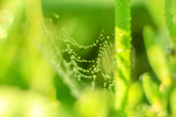 istock Close-up of abstract drops on a dry plant on a web with variable focus and blurred background in the rays of the rising sun 1127500778