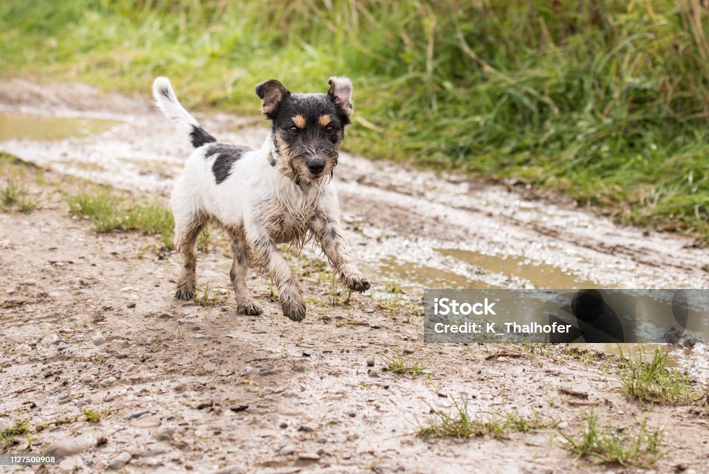 Jack Russell terrier dog is running fast over a wet dirty path dirty jack Russell terrier dog is running fast over a wet dirty path Dirty Stock Photo
