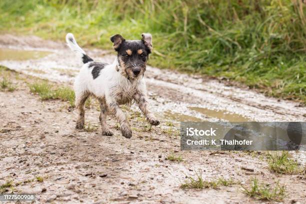 Jack Russell Terrier Dog Is Running Fast Over A Wet Dirty Path Stock Photo - Download Image Now