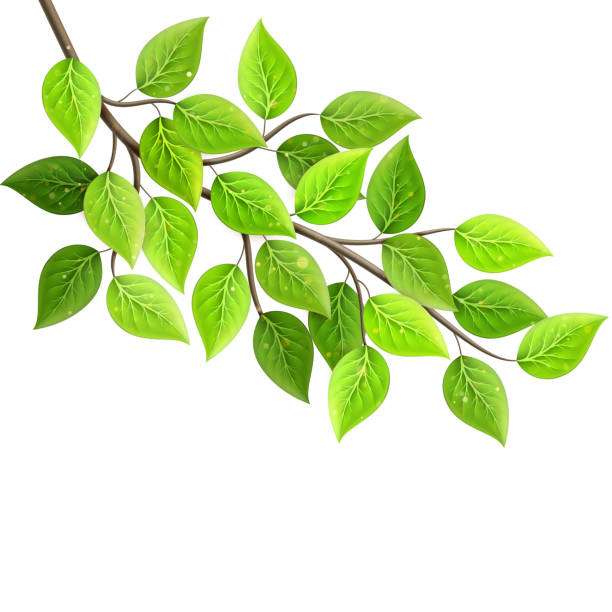 istock Branch with fresh green leaves isolated. Eco concept. EPS 10 1127501256