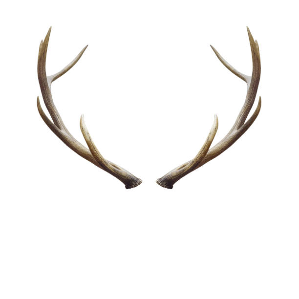 cornes de cerf. - antler stag deer trophy photos et images de collection
