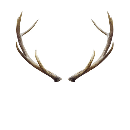 Deer horns isolated on white with clipping path.