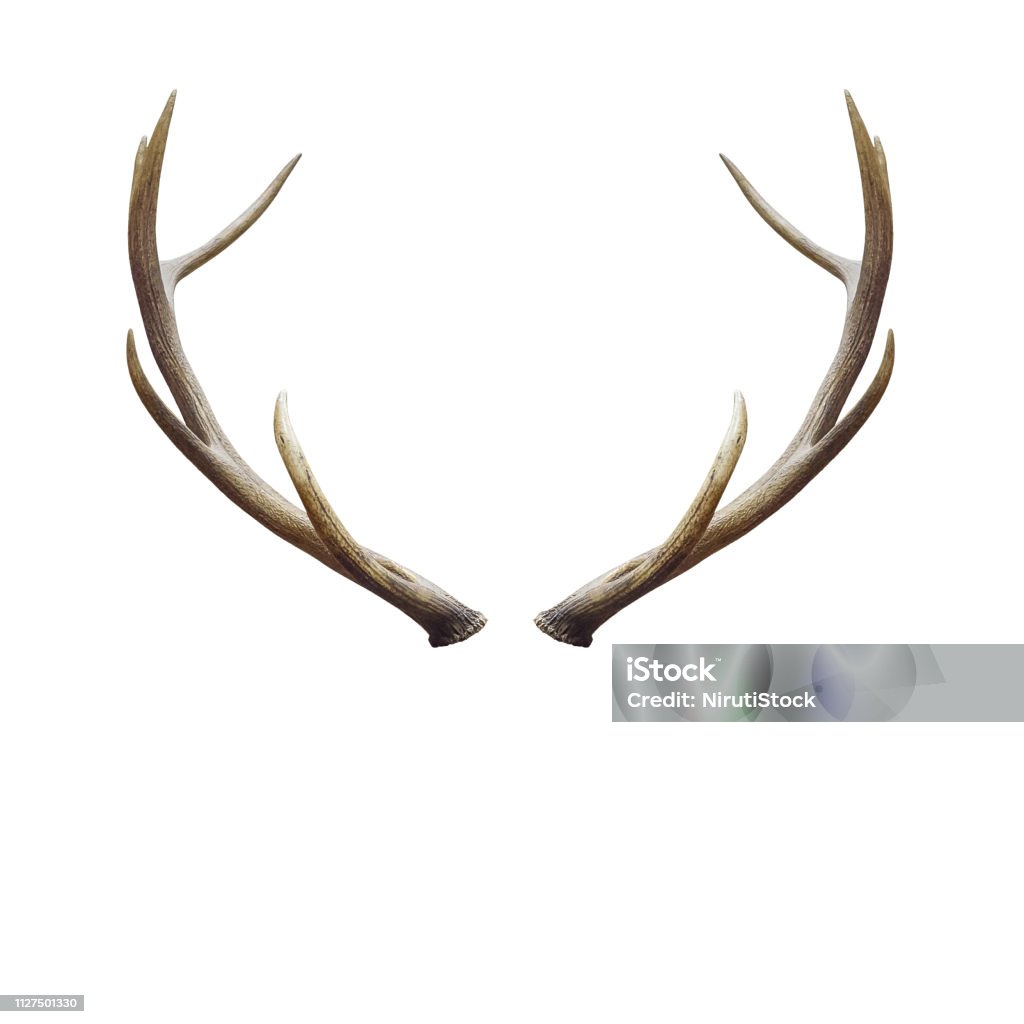 deer horns. Deer horns isolated on white with clipping path. Antler Stock Photo