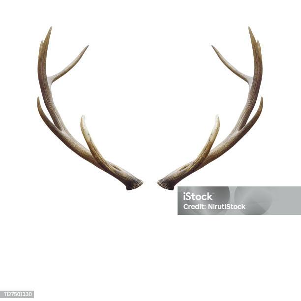 Deer Horns Stock Photo - Download Image Now - Antler, Deer, Cut Out