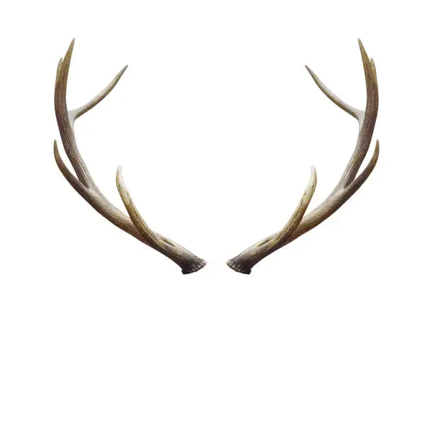 Photo of deer horns.