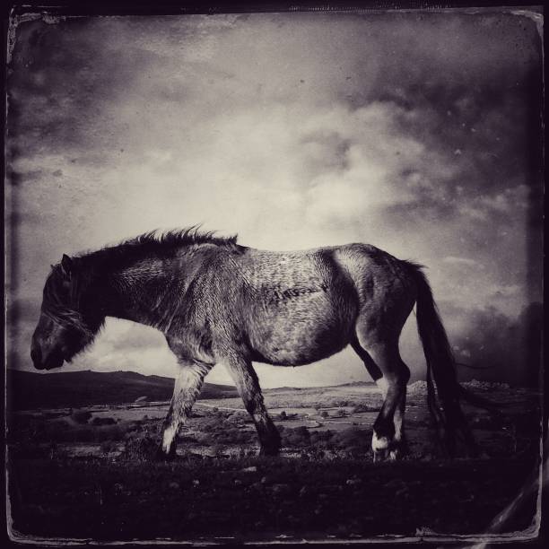 Mongolian horses make excellent trail horses for back country riding