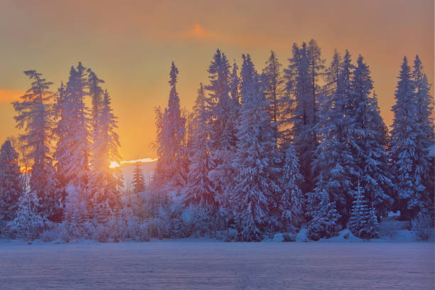 istock Winter sunset in Slovakia, sunrays through old fir trees 1127502183
