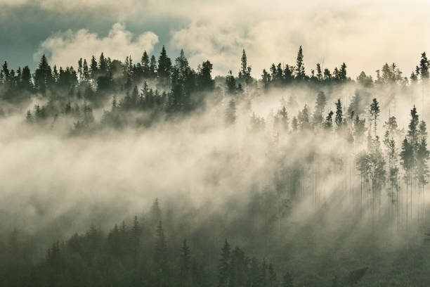 istock Foggy mountain ranges covered with spruce forest in the morning mist 1127502253