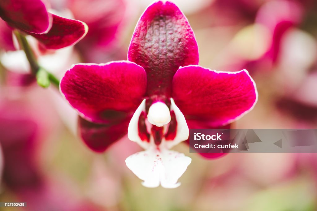 Foto de Orquídea Phalaenopsis Vermelho e mais fotos de stock de Beleza -  Beleza, Beleza natural - Natureza, Botânica - Assunto - iStock