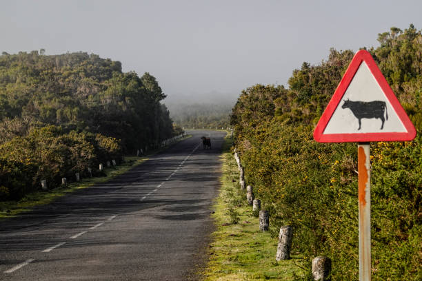 istock Madeira, Portugal 1127502570
