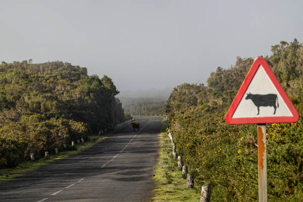 istock Madeira, Portugal 1127502574