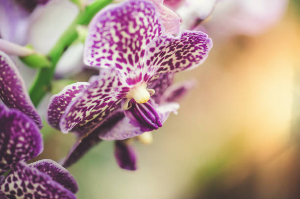 istock Purple Vanda Orchid in garden with sunlight 1127502609