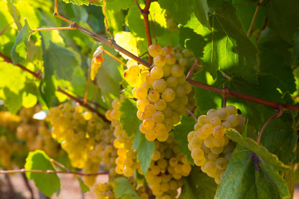 istock Close up view of ripe grapes 1127502652