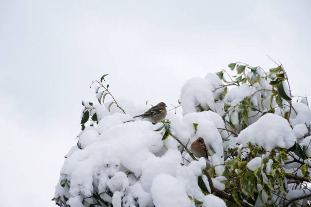 istock Little Birds On The Snowy Bush 1127503271