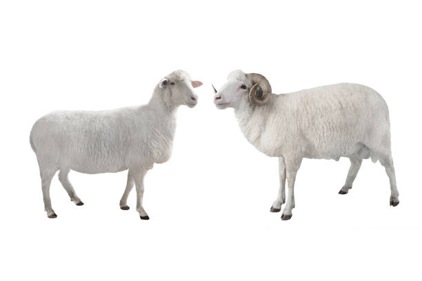 istock white ram and sheep isolated on white 1127503491