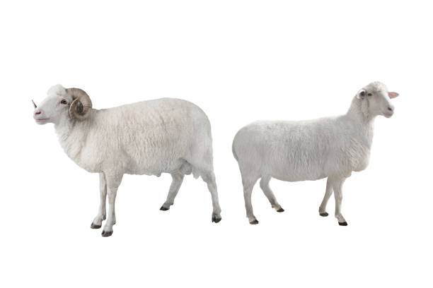 istock white ram and sheep isolated on white 1127503497