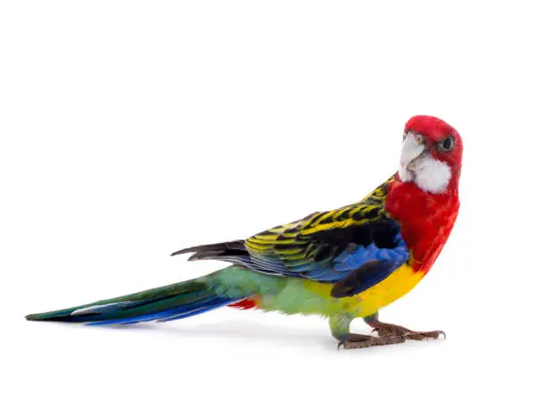 parrot Rosella isolated on white background