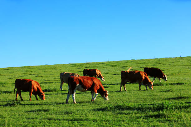 istock A few cows grazing on the slopes 1127503593