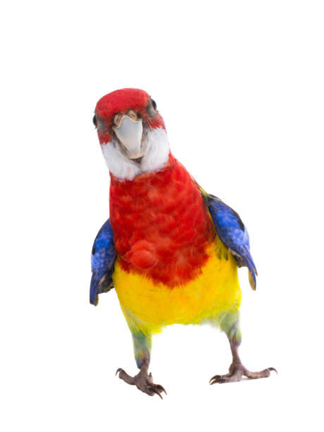 parrot Rosella isolated on white