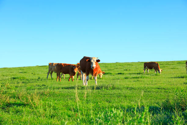 istock A few cows grazing on the slopes 1127503675