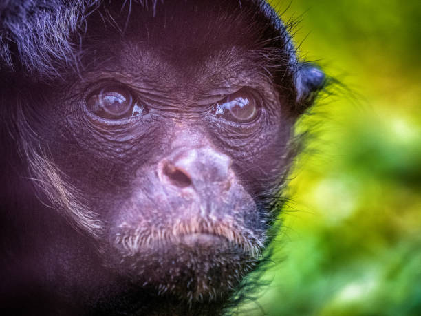Spider Monkey Stock Photo - Download Image Now - Animal, Animal Body Part, Animal Eye - iStock Spider Monkey Stock Photo - Download Image Now - Animal, Animal Body Part, Animal Eye - iStock