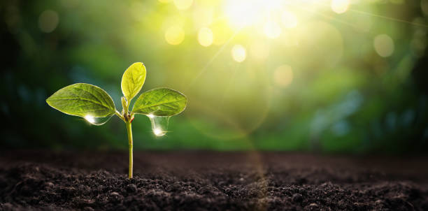 New Life Young Plant in Sunlight. Gardening New Life Young Plant in Sunlight, Growing Plant, Plant Seedling. Spring Garden Concept sapling growing stock pictures, royalty-free photos & images