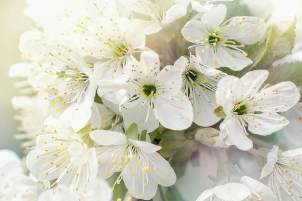 istock beginning of spring blooming cherry buds white colors 1127506288