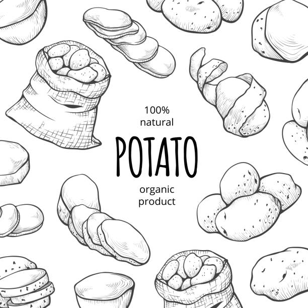 illustrations, cliparts, dessins animés et icônes de pomme de terre, aliments frais bannière carrée, organique de dessin - vector illustration and painting food cooking