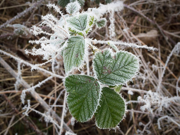 istock Ice crystals on a Blackberry bush leaf 1127507781