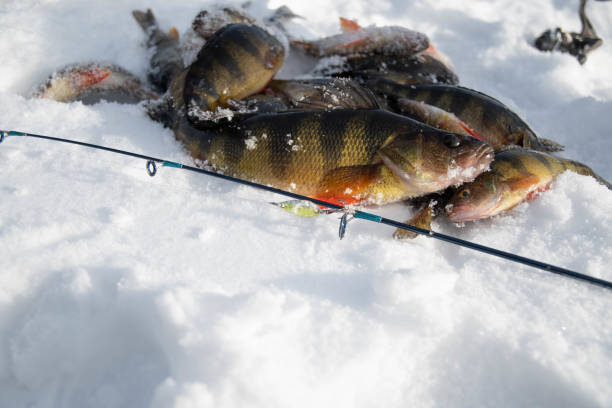istock good fishing day 1127508157
